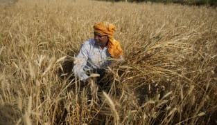 Commentary: How much does India's wheat export ban threaten global food supplies?