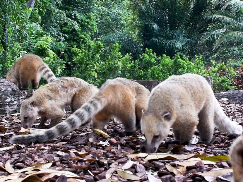Here’s what the animals at the Singapore Zoo are getting up to while no one’s around during the circuit breaker Here’s what the animals at the Singapore Zoo are getting up to while no one’s around during the circuit breaker