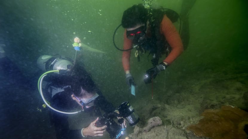 Are there sharks in Singapore? Volunteer divers to survey local reefs, document biodiversity