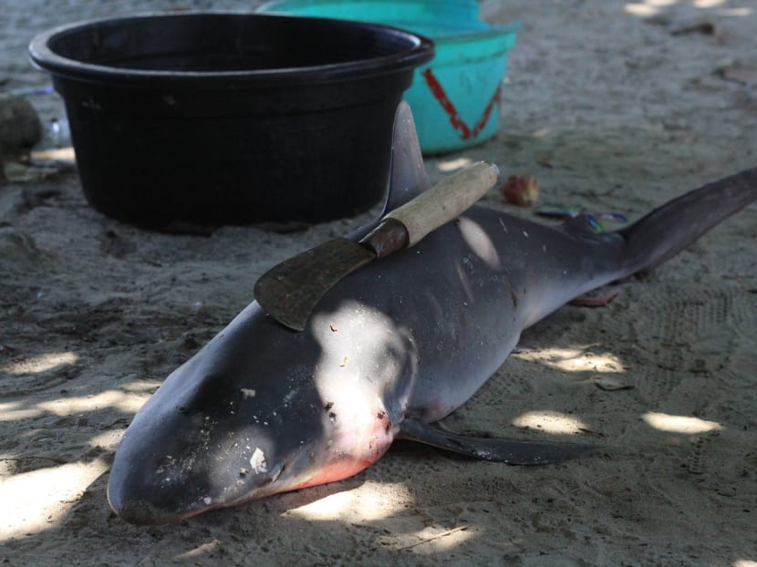 Gallery: For sharks’ sake, take a vacation