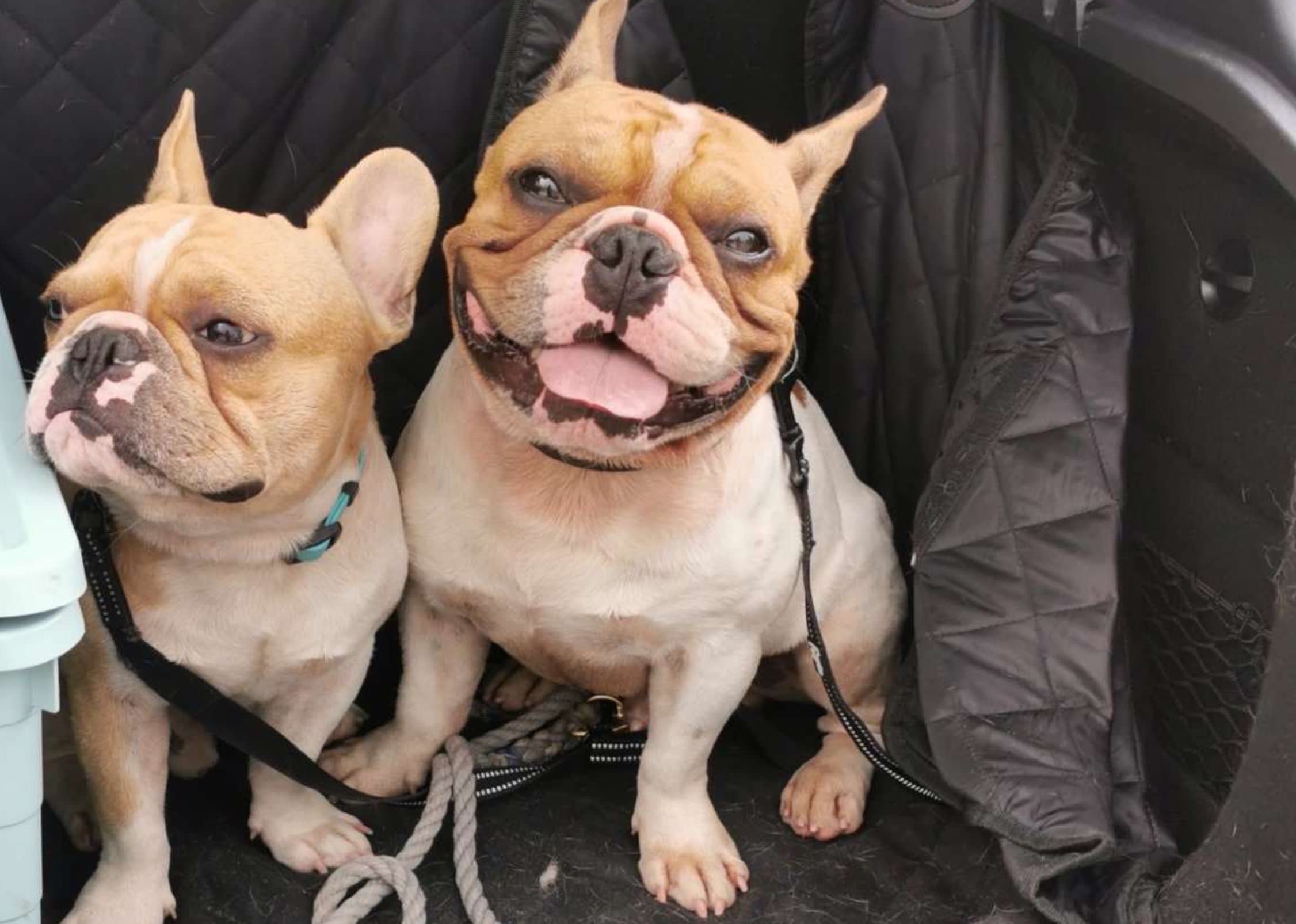 Two French bulldogs named Chocoby and Hunniby died after they were left locked in the boot of a hatchback for about 1.5 hours in a car park. Two French bulldogs named Chocoby and Hunniby died after they were left locked in the boot of a hatchback for about 1.5 hours in a car park.
