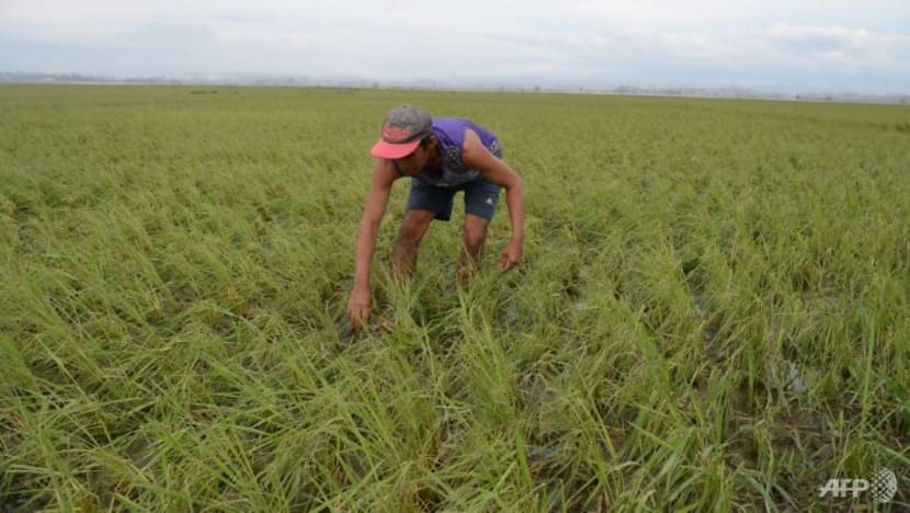 Commentary: Typhoon Mangkhut destroys rice, corn and fish – but what has this got to do with Singapore? Commentary: Typhoon Mangkhut destroys rice, corn and fish – but what has this got to do with Singapore?