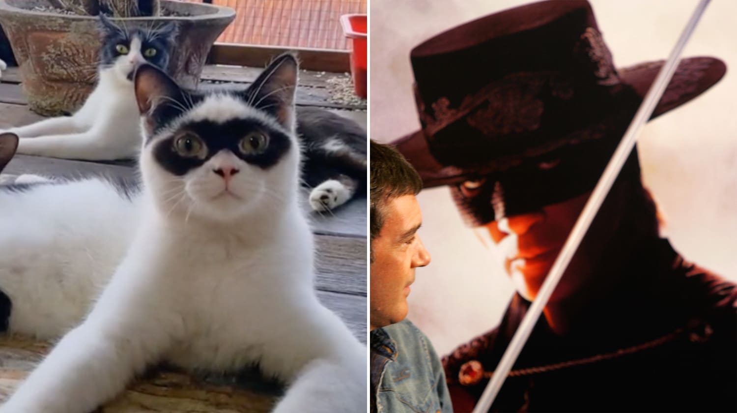 A kitten in Indonesia has gone viral on TikTok for its black markings that make it look like the masked vigilante Zorro. A kitten in Indonesia has gone viral on TikTok for its black markings that make it look like the masked vigilante Zorro.