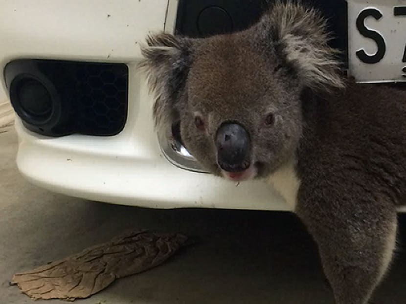 ugly' animals attract less study 