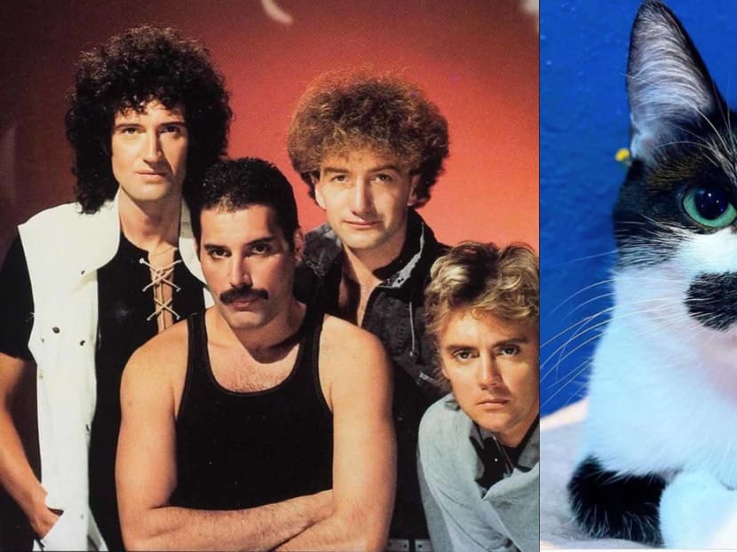 Cat With Moustache Resembling Freddie Mercury Goes Viral 