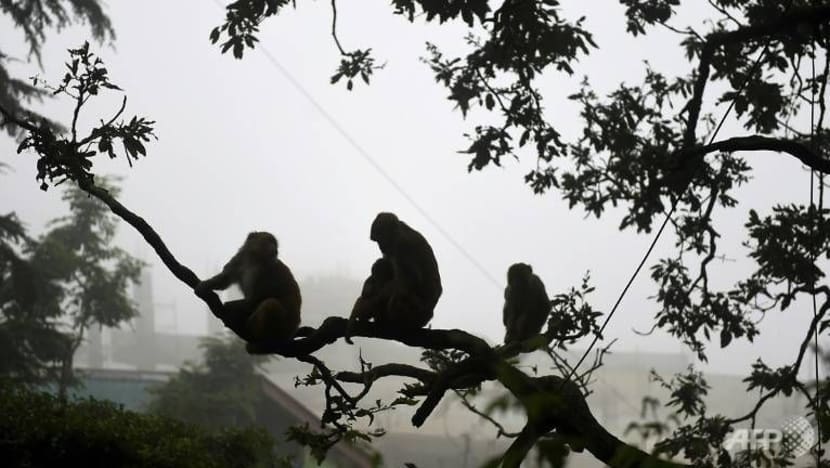 2 lelaki ditangkap di India kerana guna monyet untuk curi wang