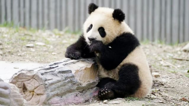 患罕见肠梗阻并发肠套叠 中国大熊猫青糍离世
