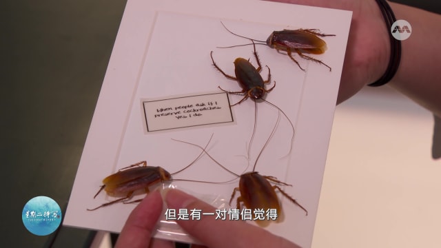 星期二特写 | 另类标本剥制要求