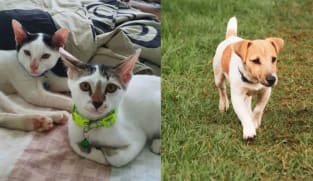 Commentary: Having a pet is not all sunshine and rainbows, it’s hard work