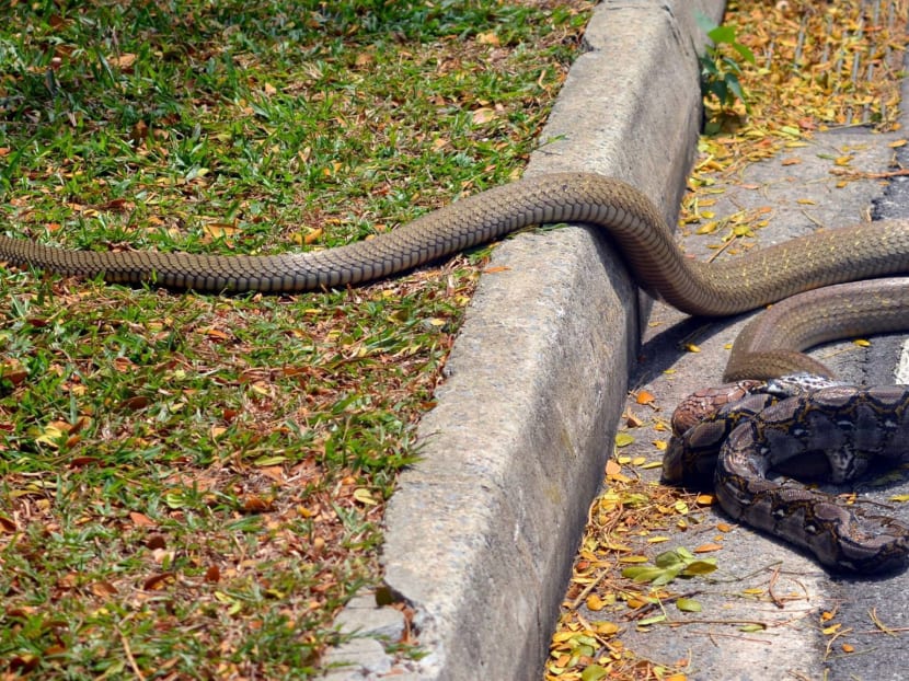 Cobra y pitón vistos 'peleando' en el campus de NTU