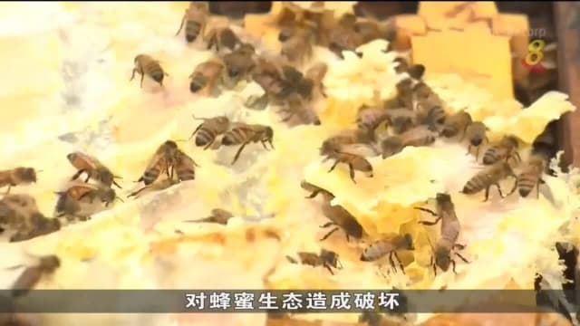 济州岛出现寄生螨虫 导致多达4亿只蜜蜂死亡