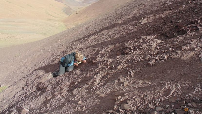 Scientists discover ancient cemetery of flying reptiles in Chile's Atacama desert Scientists discover ancient cemetery of flying reptiles in Chile's Atacama desert