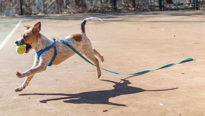 Commentary: How to walk a dog in Singapore’s time of coronavirus Commentary: How to walk a dog in Singapore’s time of coronavirus