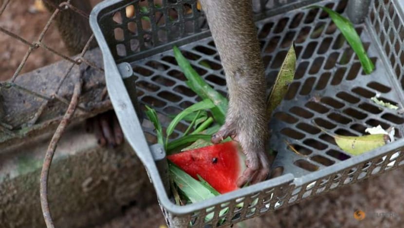 Thai refuge warns of growing risks to animals as COVID-19 pandemic bites Thai refuge warns of growing risks to animals as COVID-19 pandemic bites
