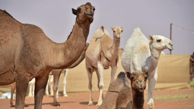 骆驼也为选美整容？沙特40多头骆驼因此被踢出局