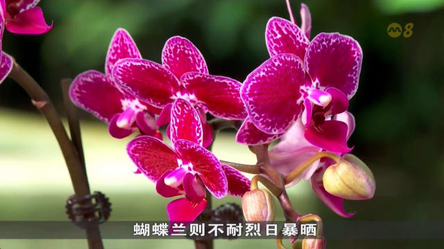 狮城有约 | 生活小学堂：养护年花方法