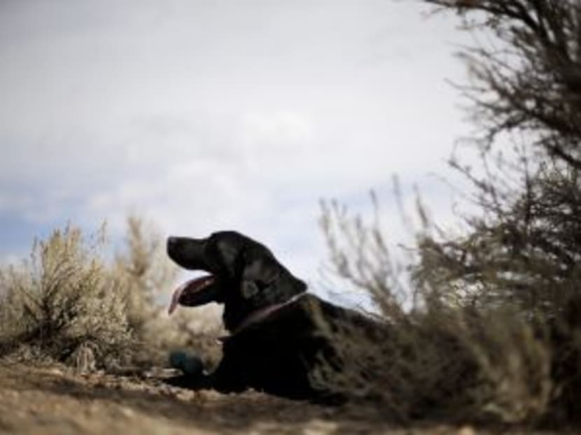 Cadaver dog work more accepted by cops, courts
