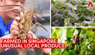 Farmed in Singapore: Unusual local produce, from lobster and seaweed to grapes and ice plants | Video 