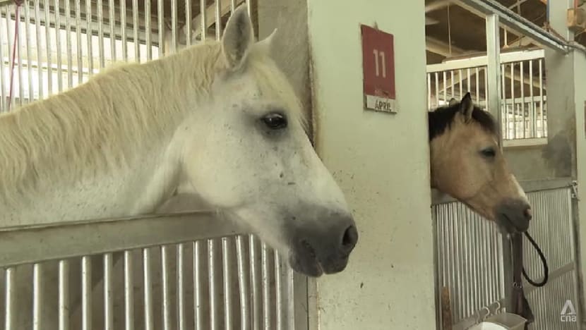 Singapore Turf Club closure: ‘It’s not the end’, says one riding school that moved there three months ago Singapore Turf Club closure: ‘It’s not the end’, says one riding school that moved there three months ago