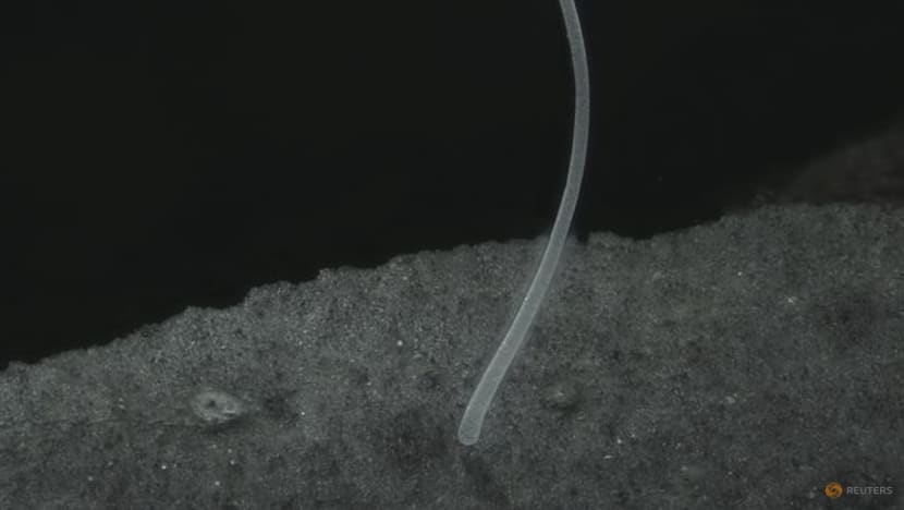 The 'Mount Everest' of bacteria discovered in Caribbean swamps The 'Mount Everest' of bacteria discovered in Caribbean swamps
