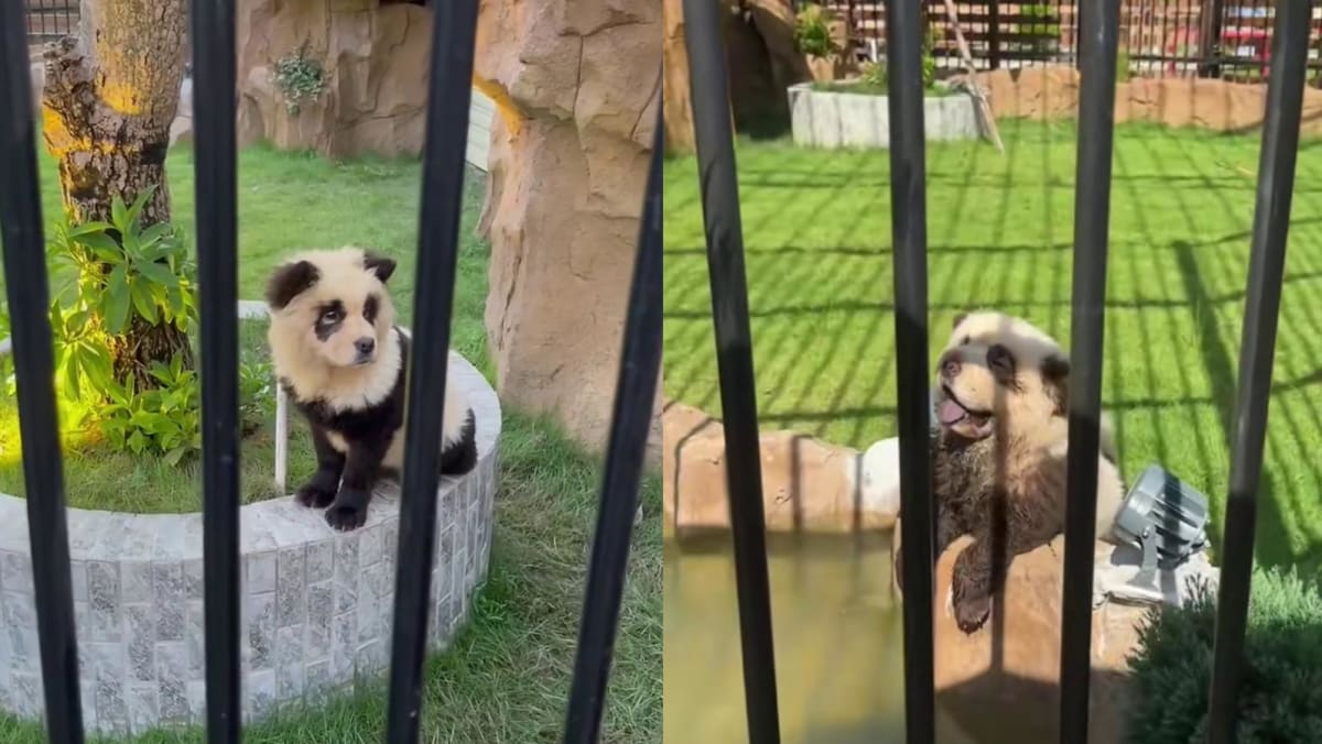 ‘Strange animals’: Chinese internet users ridicule and slam Guangdong zoo’s move to disguise dogs as pandas ‘Strange animals’: Chinese internet users ridicule and slam Guangdong zoo’s move to disguise dogs as pandas
