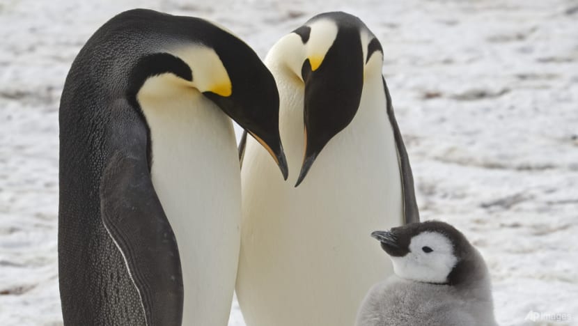 Scientists spot previously unknown colonies of emperor penguins in