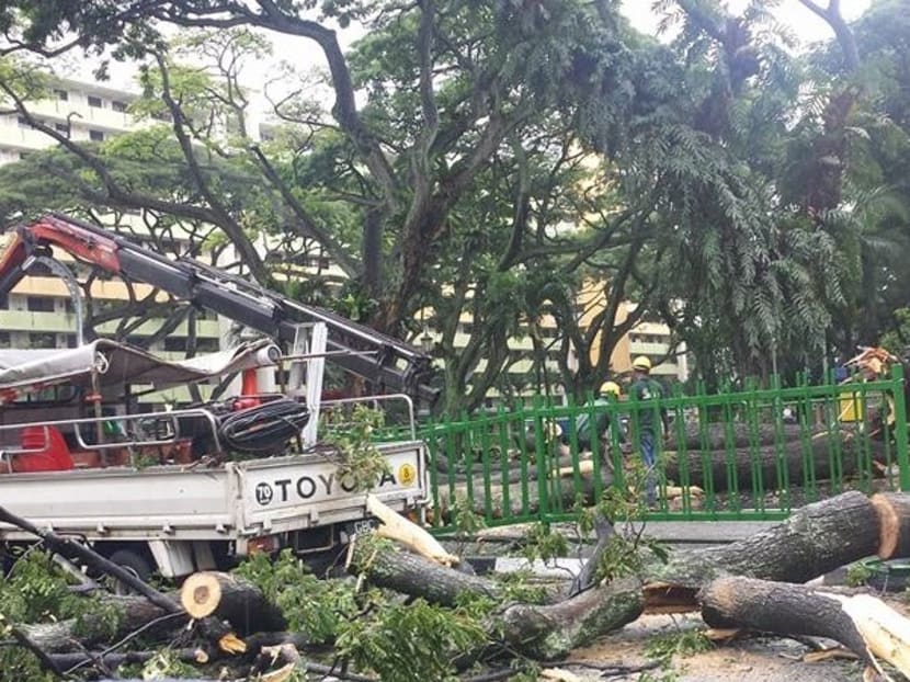 A fallen tree obstructed traffic in Toa Payoh and damaged parts of a road barrier fence. Photo: Lim Say Ban/Facebook