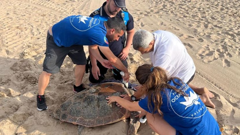 Two sea turtles nest on Spain's Mediterranean coast as waters warm