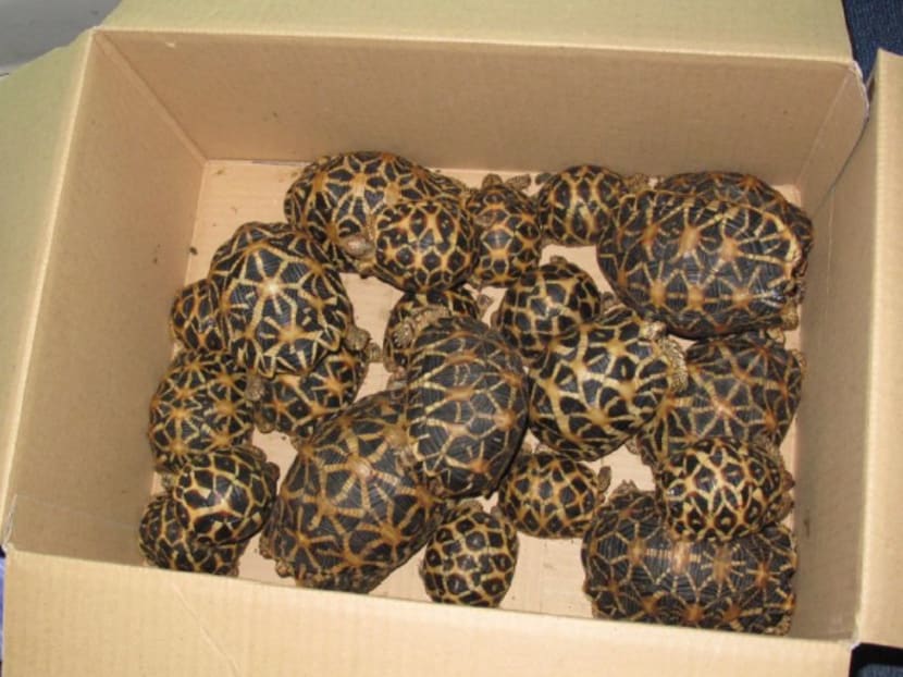 The 22 live star tortoises were found in a bag in the car's boot. Photo: AVA