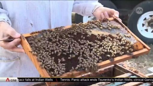 US approves first honeybee vaccine to boost declining numbers | Video