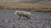 Lagoon dries up as drought grips Peru's southern Andes
