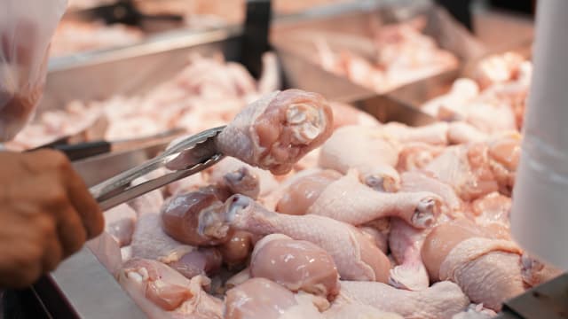 无法承受肉鸡顶价压力 马国逾80家小型养鸡场倒闭