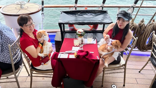 全球首趟猫只豪华游轮 主人与爱猫出海巡游