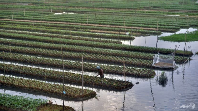 Floating farms, salt-resistant rice: Bangladeshis adapt to survive Floating farms, salt-resistant rice: Bangladeshis adapt to survive