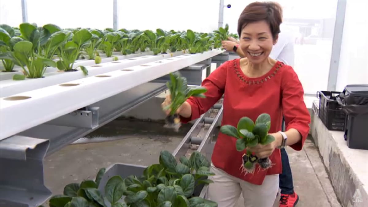 Chye sim, mint, basil: Peternakan sayuran Singapura menginginkan lebih banyak konsumen untuk sayurannya