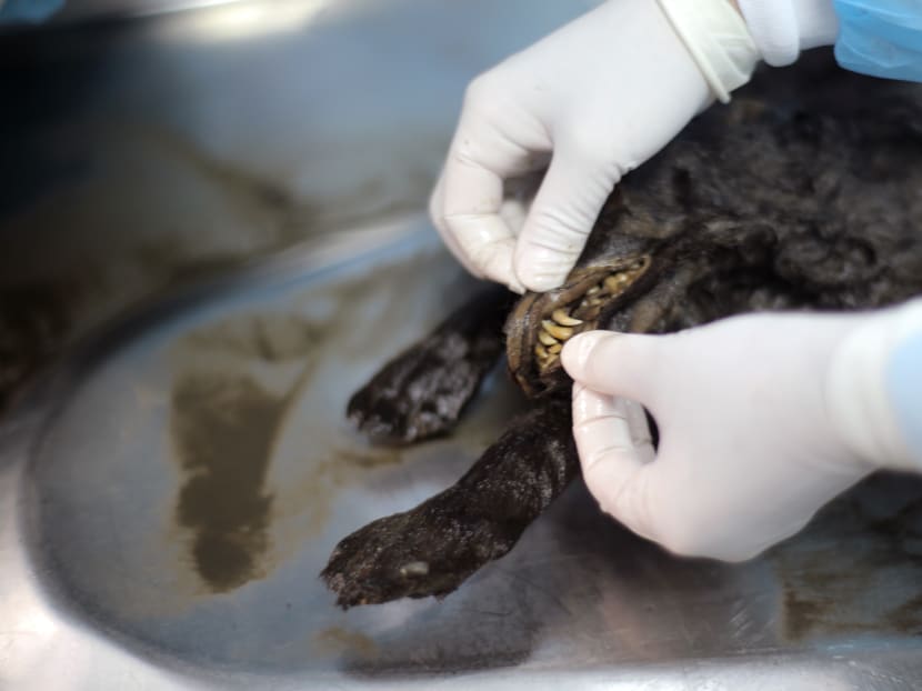 A handout picture taken on March 15, 2016 shows a scientist performing an autopsy of the remains of a puppy, which died 12,460 years ago and was discovered in Russia's northern Yakutia, at the North-Eastern Federal University in Russia's northeastern city of Yakutsk. Photo: Mammoth Museum of the North-Eastern Federal University via AFP