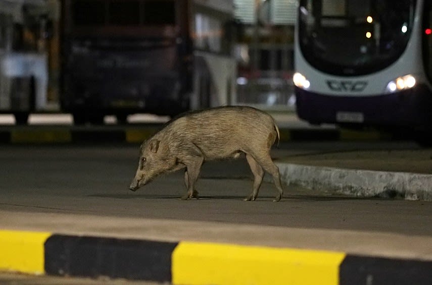 A file photo of a wild boar crossing a lane at a bus terminal in Tuas. A file photo of a wild boar crossing a lane at a bus terminal in Tuas.