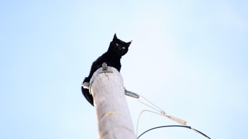 Kucing hitam diselamatkan setelah berhari-hari tenggek di atas tiang 11 meter