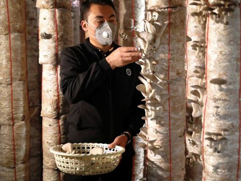 Deported from Europe, Afghan man pioneers mushroom farming in Kabul Deported from Europe, Afghan man pioneers mushroom farming in Kabul