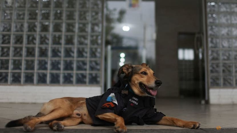 Brazil's furriest police corporal becomes internet sensation Brazil's furriest police corporal becomes internet sensation