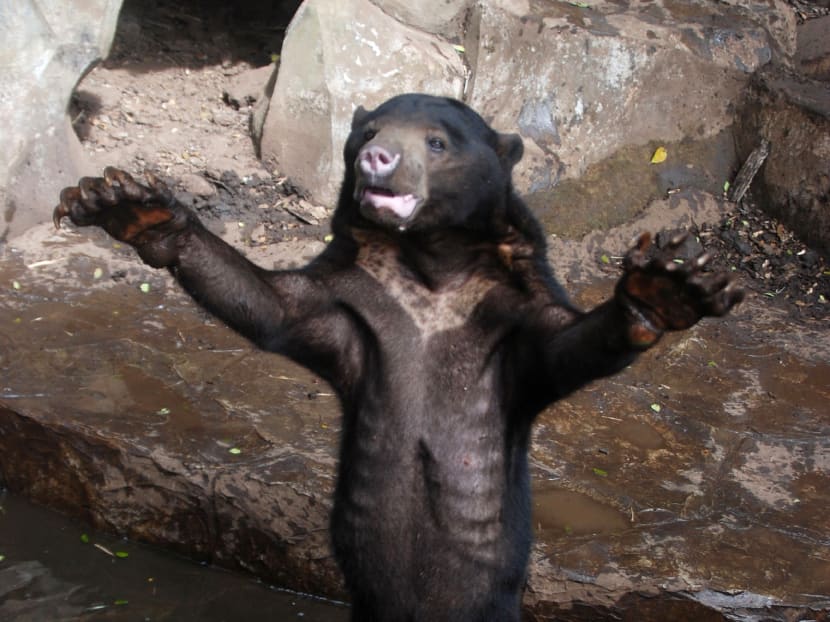 A sun bear waves its arms in its enclosure in a zoo in Bandung. Animal rights activists have demanded the closure of the zoo after the skeletal sun bears were pictured begging for food from visitors and eating their own dung. Photo: AFP
