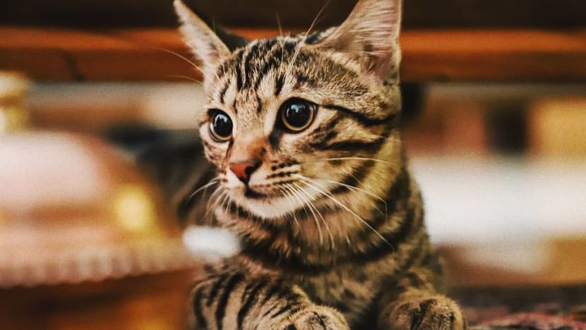 2 cats in New York become first US pets to test positive for COVID-19 2 cats in New York become first US pets to test positive for COVID-19