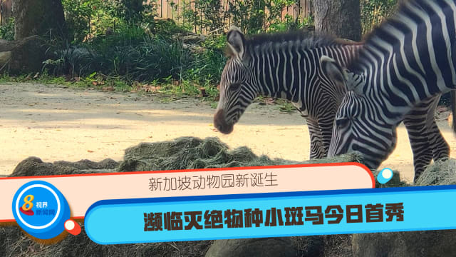 新加坡动物园新诞生 濒临灭绝物种小斑马今日首秀