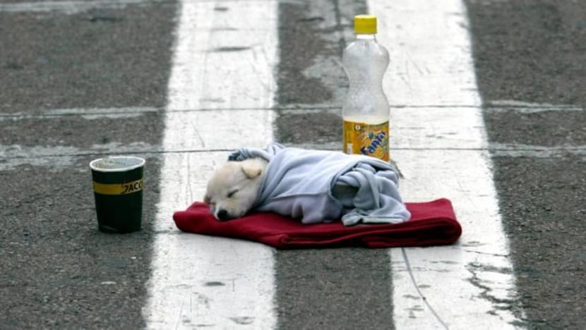 Norwegian woman dies of rabies after rescuing puppy in the Philippines Norwegian woman dies of rabies after rescuing puppy in the Philippines