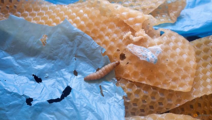Lowly wax worm's saliva may boost fight against plastic pollution Lowly wax worm's saliva may boost fight against plastic pollution