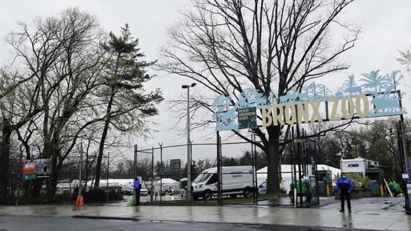 Tiger tests positive for coronavirus at Bronx Zoo in New York Tiger tests positive for coronavirus at Bronx Zoo in New York