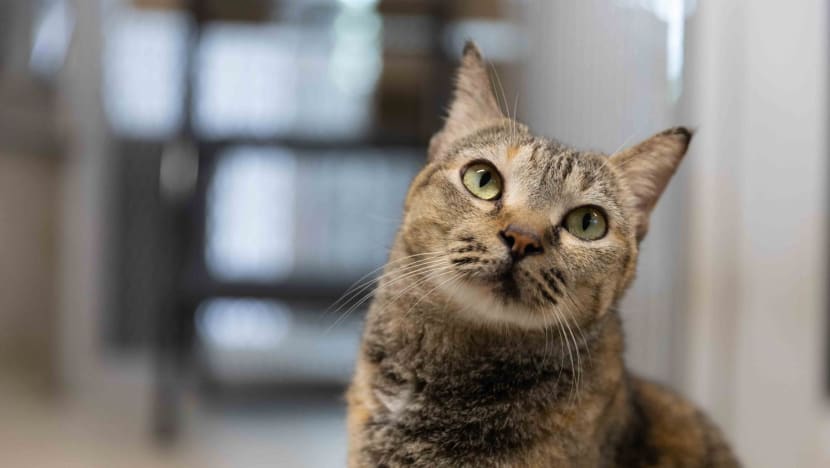 20230527 ll spca vr 2