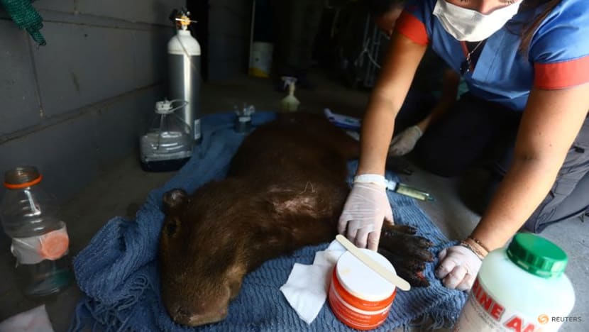 Capybaras, marsh deer, anteaters flee Argentina wildfires; many don't escape Capybaras, marsh deer, anteaters flee Argentina wildfires; many don't escape