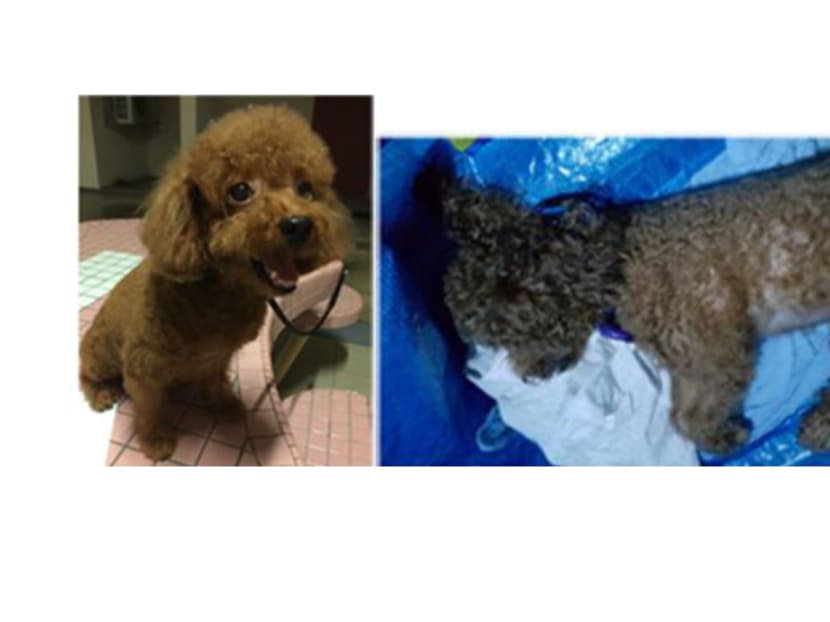 Brownie the toy poodle, which died after its owner Yeo Poh Kwee did not take it to the veterinarian for treatment. Photo: Agri-Veterinary Authority of Singapore