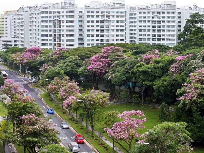 Photo of the day: Trumpet trees lining Yishun Park in bloom on Tuesday (Sept 11). The National Parks Board has said in a post on Facebook that trumpet trees, planted along roadsides and parks, are blooming around Singapore.